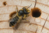Megachile centuncularis (f)