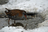 Water Rail
