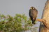 Peregrine Falcon, Middleton's Fish Camp, Blue Cypress Lake, Florida