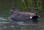 Gadwall