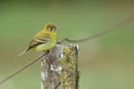 Yellowish Flycatcher perched on fence, Costa Rica