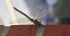 Brown Hawker Dragonfly