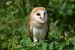 Barn Owl