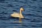 Whooper Swan