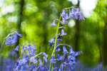 Dizzy Bluebells