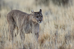 Puma walking through yellow grass, Torres del Paine, Chile