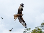 Red Kites