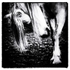 Pony 1