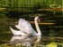 Mute Swan