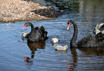Black Swans Dawlish 5