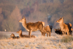 Red Deer Hinds