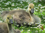 Gosling