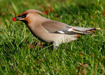 Waxwings portfolio