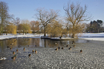 IMG_DUCKS ON THE FROZEN LAKE ROWNTREES PARKYORK - Version 2