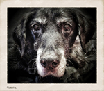 Elderly-Dog-Care-Veterinary-Nurse-London