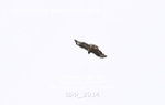 BPP_2914