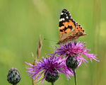Painted Lady feeding on Knapweed, Seven Barrows BBOWT Nature Reserve
