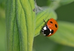 Seven-spot Ladybird