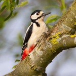 Great Spotted Woodpecker (male) at Otmoor RSPB