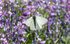 Black Veined White Butterfly