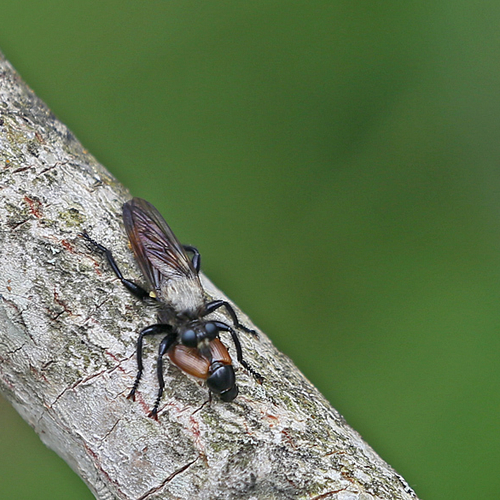 Robber fly having lunch