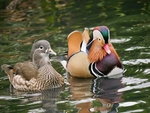 Mr & Mrs Mandarin Duck