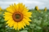 Sunflowers9