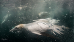 Underwater Gannets 10