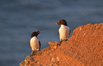 Razorbill