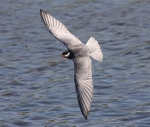 Whiskered Tern