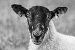 Sheep Portrait BW