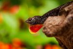 Brown anole Anolis sagrei 2-18