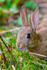 wild rabbit Oryctolagus cuniculus-1964