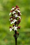 Lady Orchid