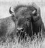 Bison
