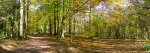 Woodland Walk loggerheads Country Park