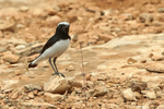 Finsch's Wheatear