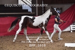 BPP_1618