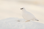 Ptarmigan portfolio