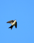 Blue-and-white Swallow portfolio