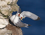 Kittiwakes - Rissa tridactyla