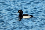 Tufted Duck