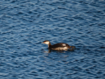 Slavonian Grebe