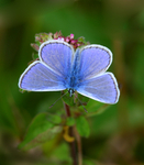 Adonis Blue