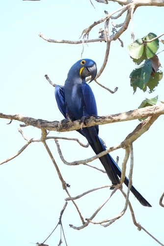Hyacinth Macaw