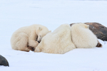 Polar Bear family snuggling together, Churchill, Canada
