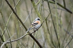 Brambling