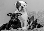 Cooper, Luna & Summer