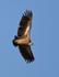 White-backed Vulture in flight