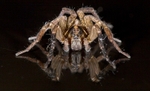 Wolf Spider